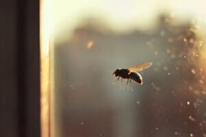 Eine Fliege schwebt vor einem Fenster, mit durchscheinenden Flügeln und feinen Details am Körper.